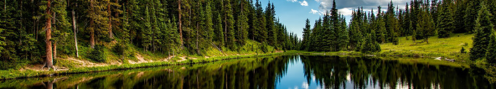 forest and lake